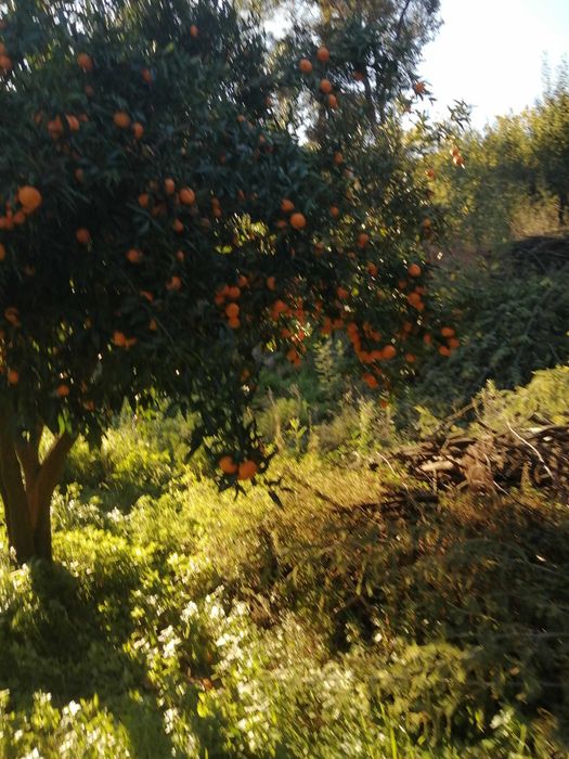 Terreno em santa marinha do zezere