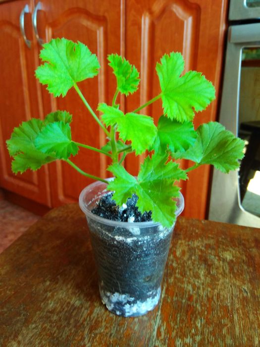 Королівська пеларгонія