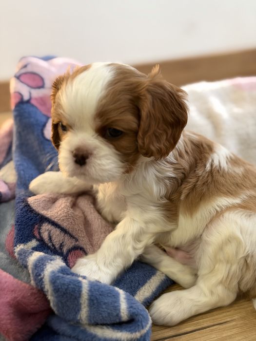 Cavalier King Charles Spaniel PIESEK