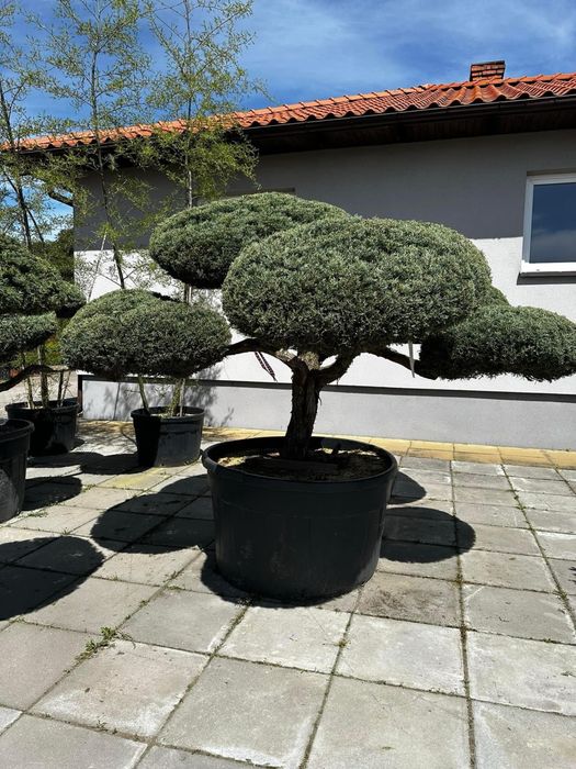 Bonsai-Niwaki formowane sosna cis jałowiec. Laurowiśnia jodła szmaragd