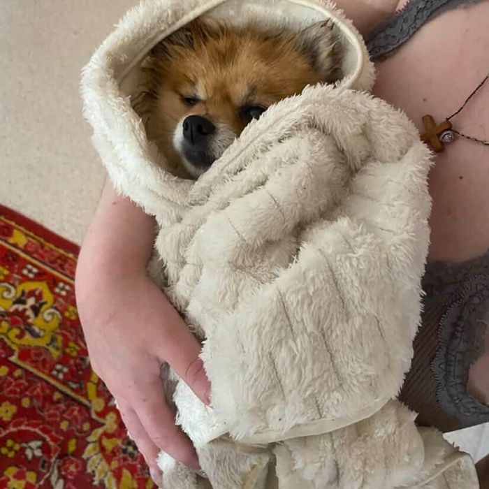 Вязка девочка шпица