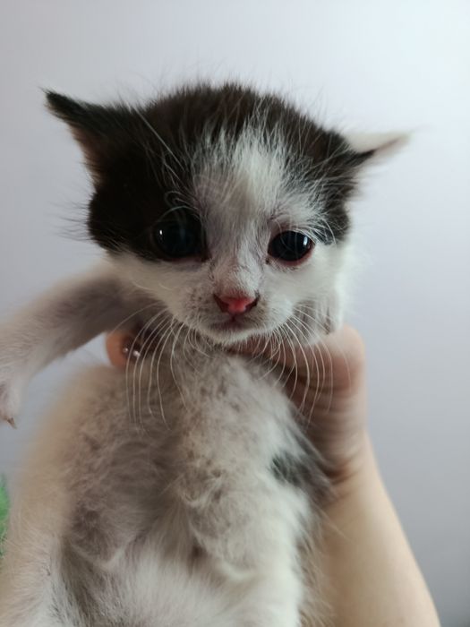 Котенята в добрі руки