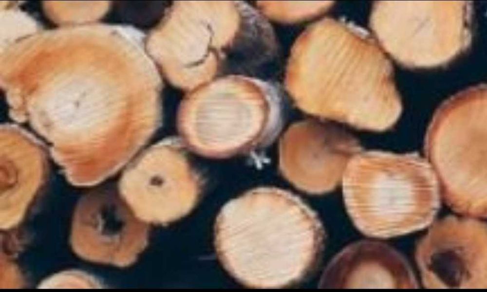 Drzewo na opał, pocięte