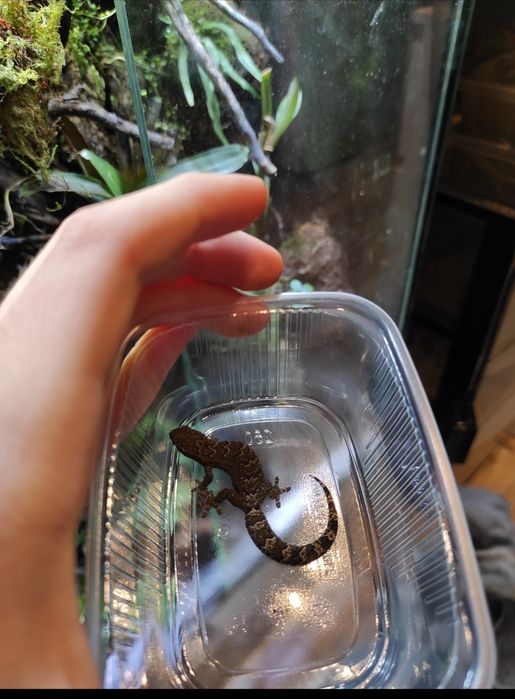 Gekon placzacy gekony agama jaszczurka terrarium