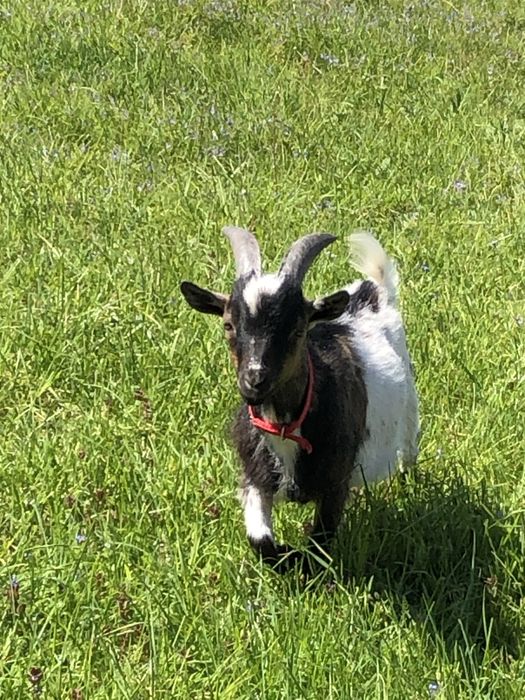 Koziołek miniaturka