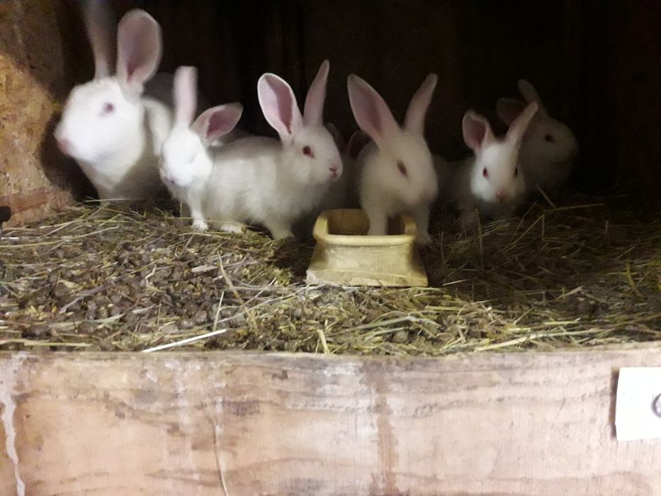 Króliki termondzkie