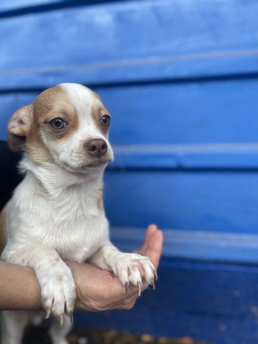 Чихуахуа хлопчик стандарт