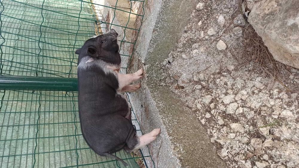 Mini pig/vietnamita bebés