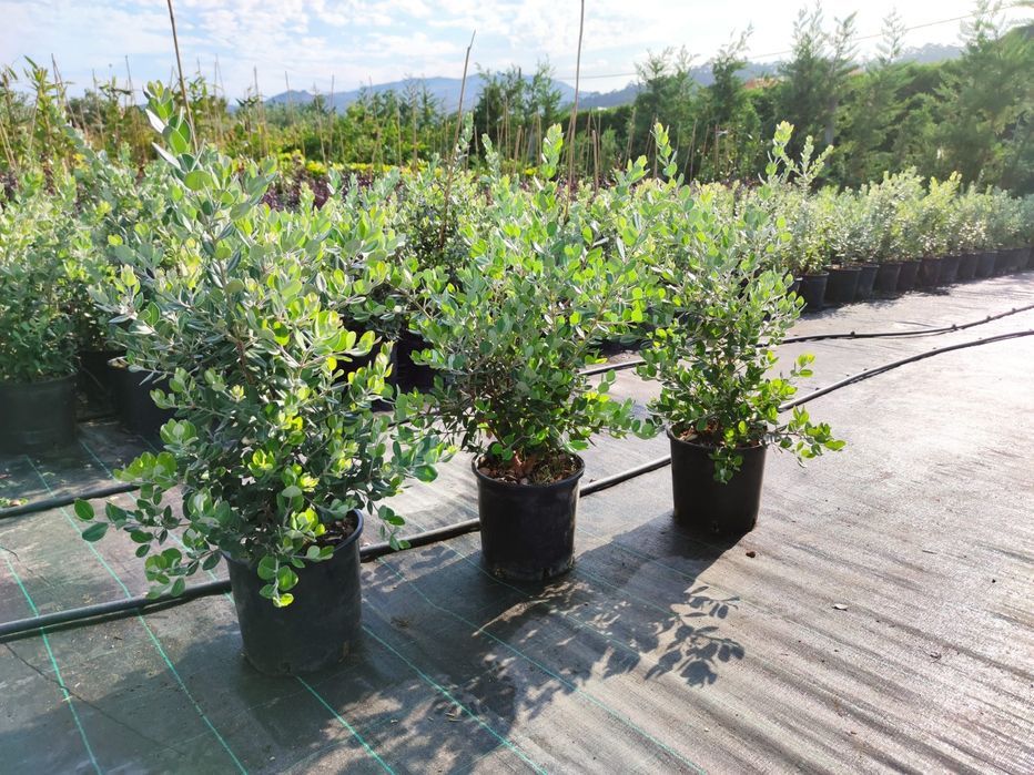 Metrosideros Excelsa - 80/100cm