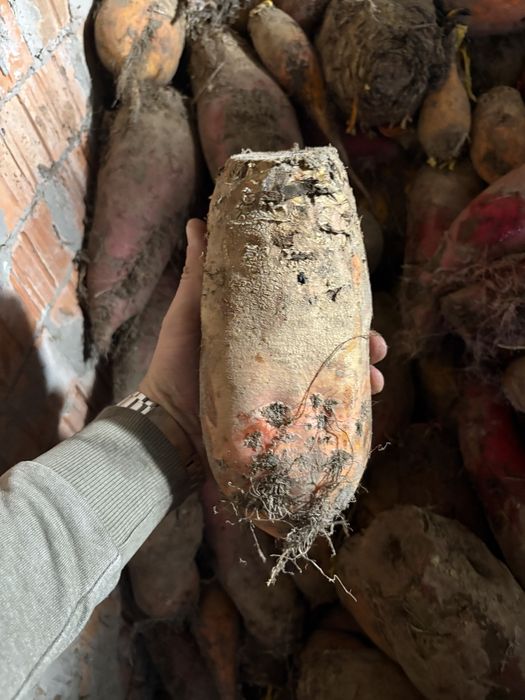 Продам кормовий буряк