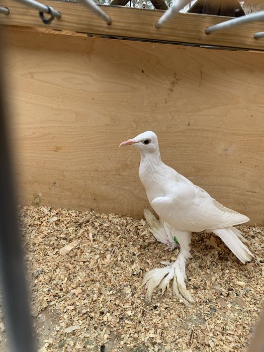 Samica bociana niemieckiego 25r