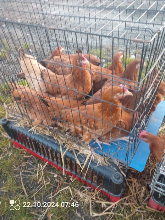 zapraszam po młode kurki