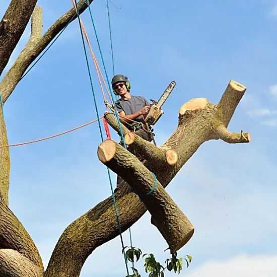 Спилювання та обрізка дерев будь-якої складності Розчищення ділянок.