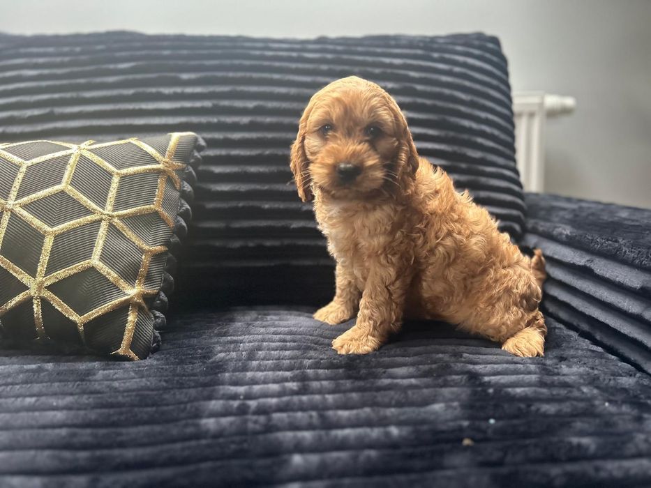 Cockapoo.cocker spaniel angielski..pudel
