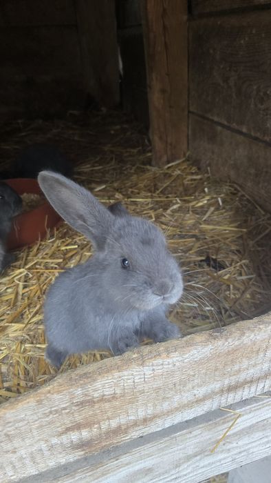 Sprzedam króliki barany francuskie