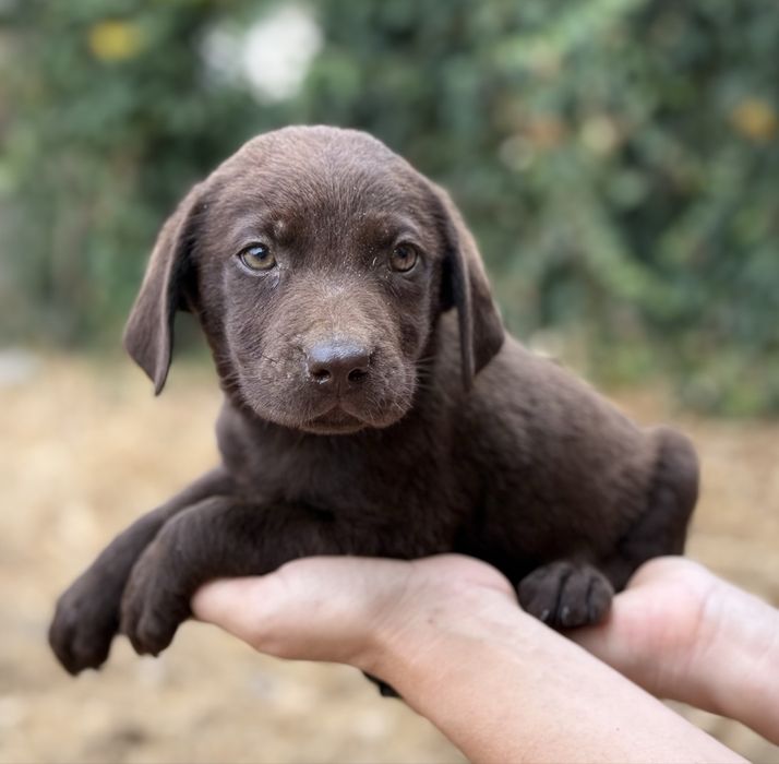Lavrador retriever chocolate