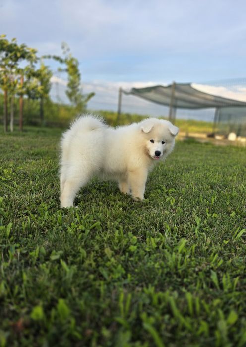 Samoyed/Samojed ZKwP FCI Piesek