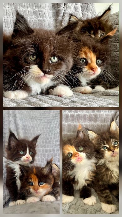 Maine coon do rezerwacji piękny kot