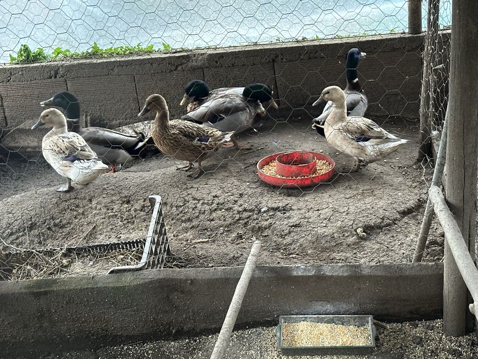 Patos mudos e patos reais
