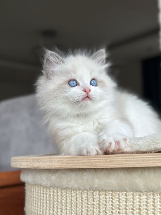 Kocurek ragdoll hodowlano wystawowy FPL