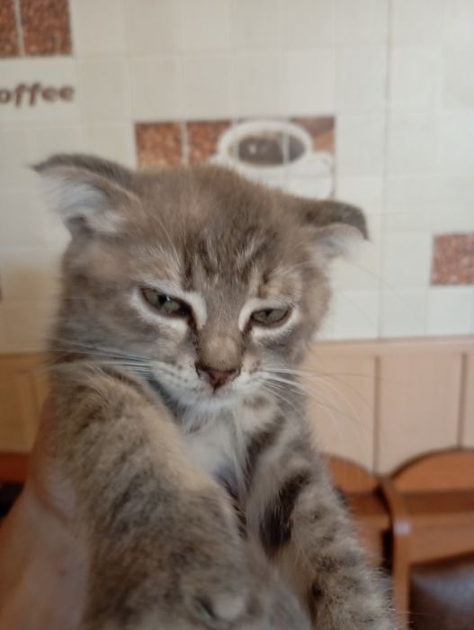 Продам веслоухого котенка