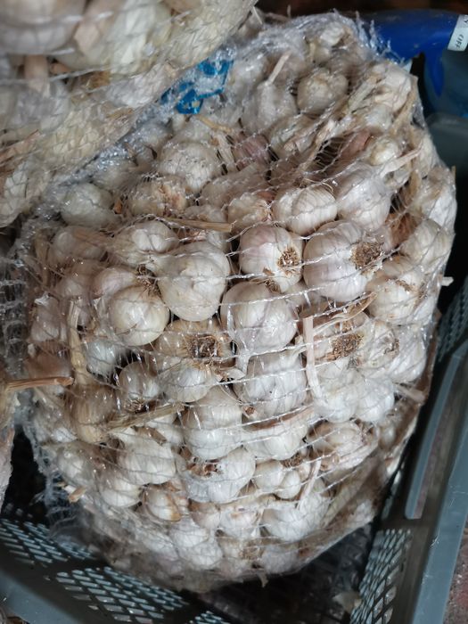 Czosnek Jarus. Do sadzenia