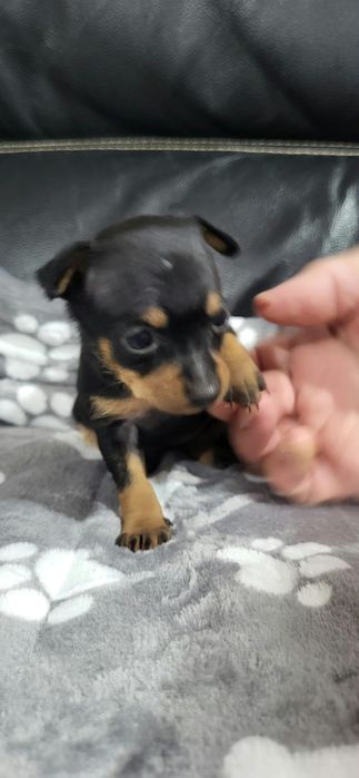 Pinscher meiguinho