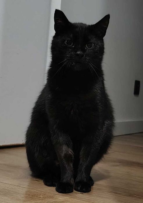 Cudowna czarna kotka do adopcji