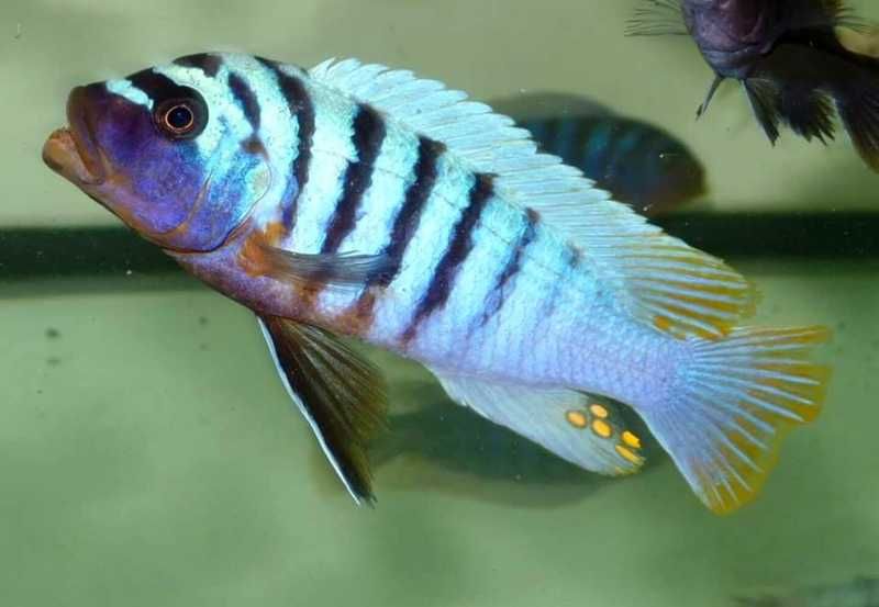 Fainzilberi Ikombe Macho
