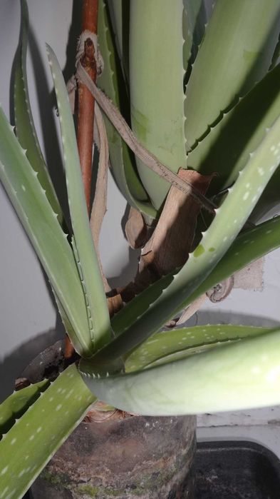 Цветок Алое Вера Очень хочу продать