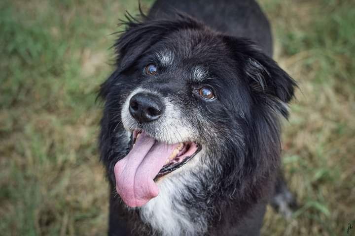 Piękny i bardzo kochany psiak musi znaleźć Dom! Czy Go znajdzie?