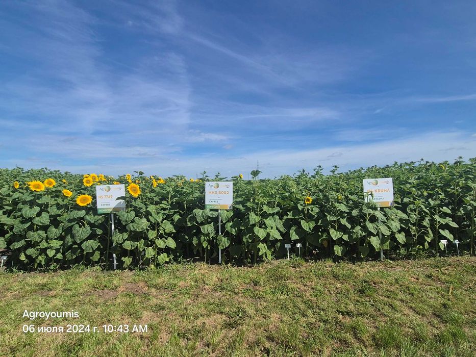 Słonecznik NSH 7749 SUMO