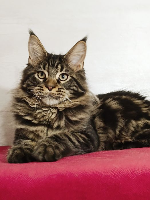 Мальчики и девочки