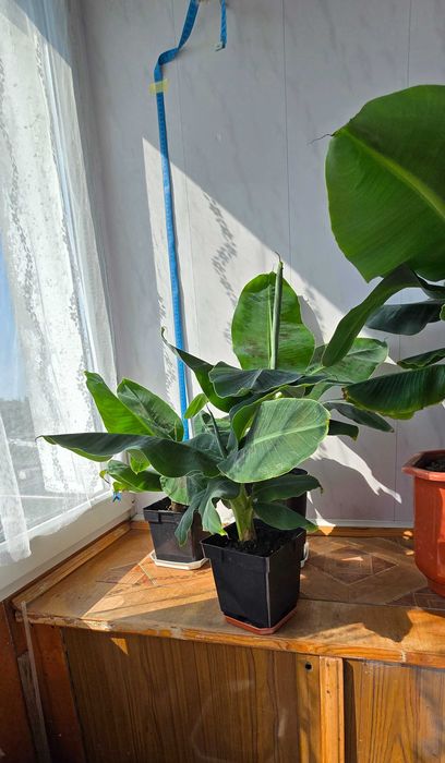 Кімнатна рослина Кімнатний банан