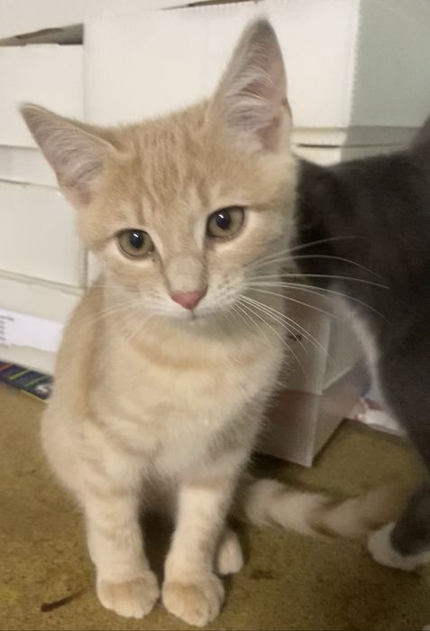 Прилаштовується у добрі ручки !