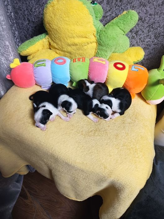 Бронь. Чихуахуа.