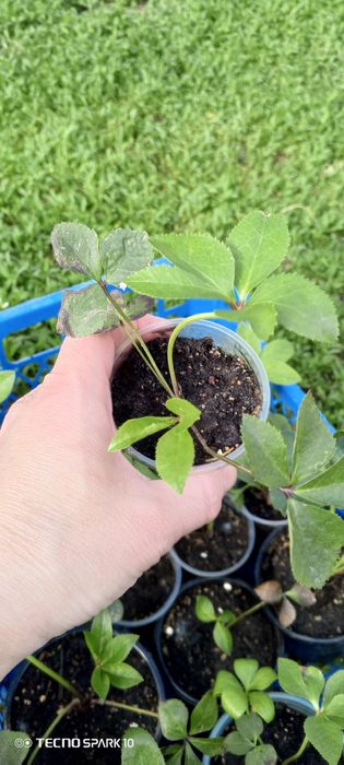 Морозник продам молоденькие кустикт