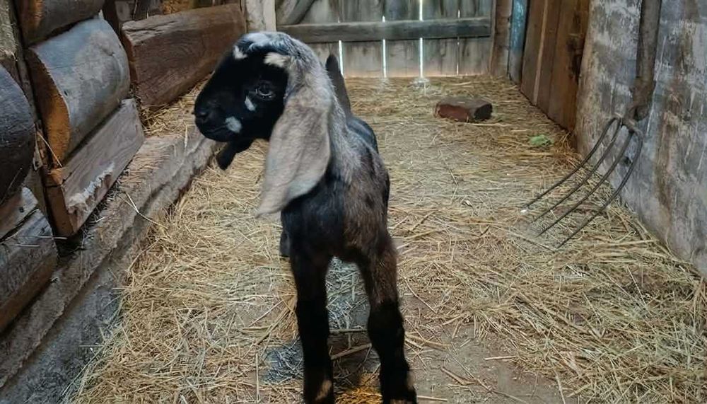 Koziołek Anglonubijski