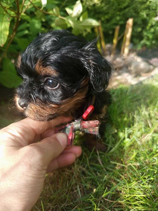 Maltipoo/Hawapoo f1 piękna dziewczynka