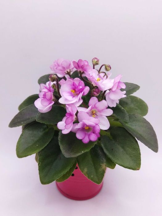 Міні та напівміні фіалки