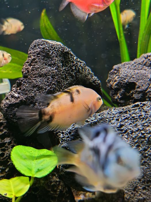 Sprzedam lub zamienię młode pielegnice zebry marble