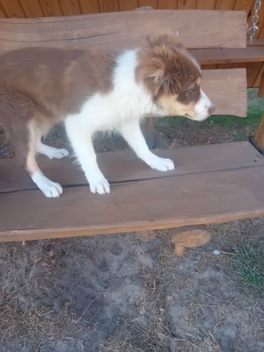 Suczka border collie