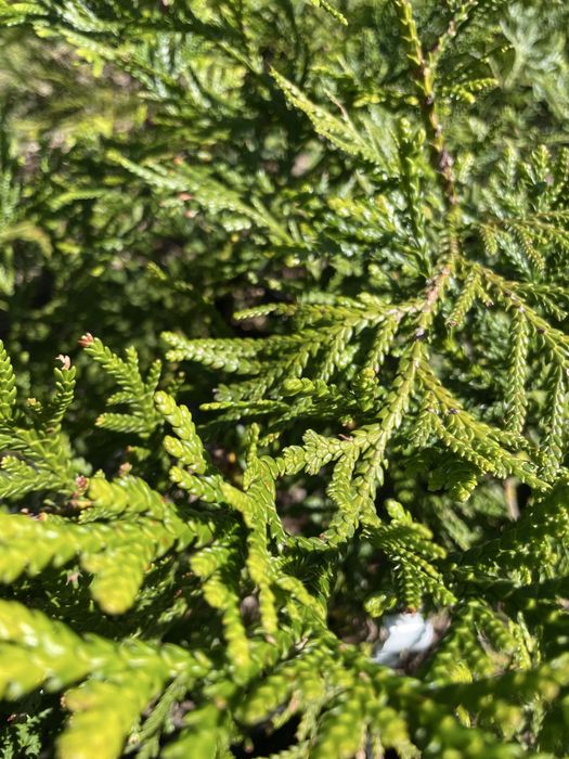 Туєвик долотоподібний, імператорське дерево