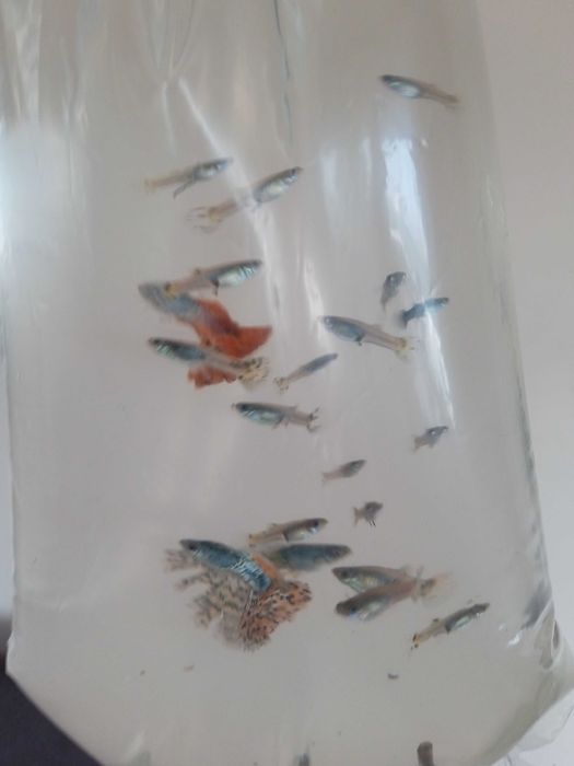 Pawie Oczka Rybki 3 zł