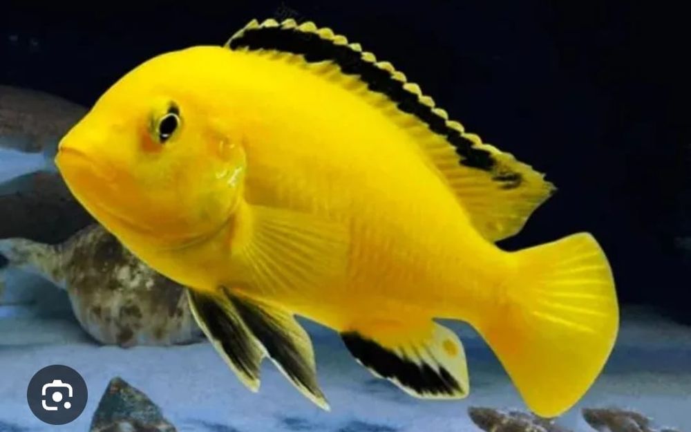 Vendo ciclideos africanos