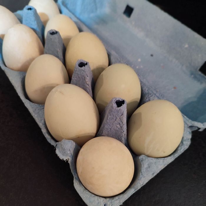 Jaja lęgowe biegusów infyjskich