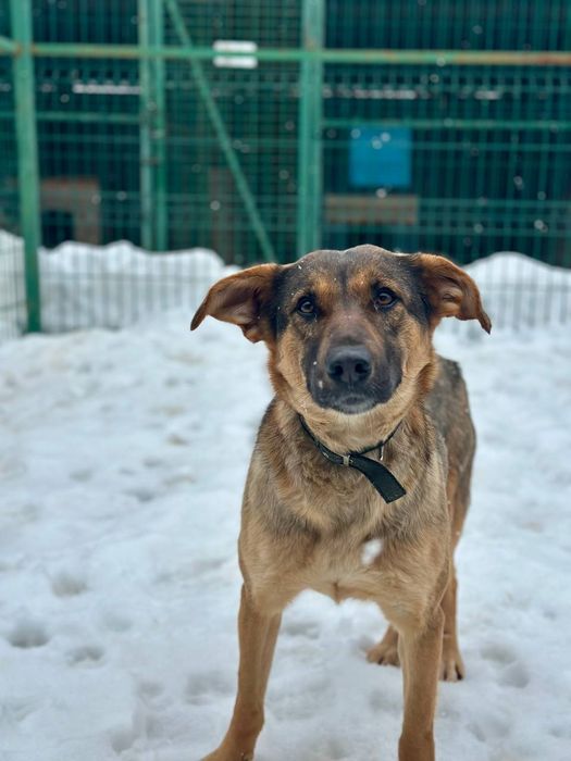 Собачка Єва шукає родину