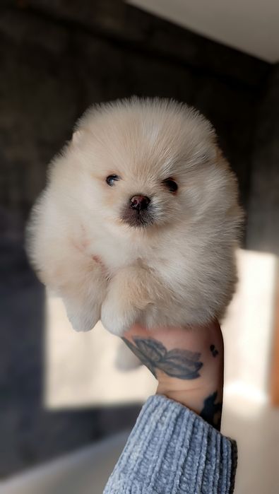 Хлопчики померанський шпіц