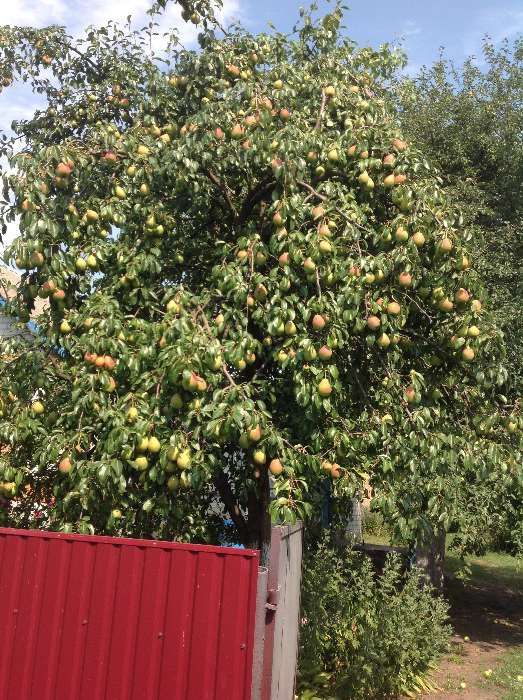 Продам будинок в с Аркадьевка, с Аркадіївка