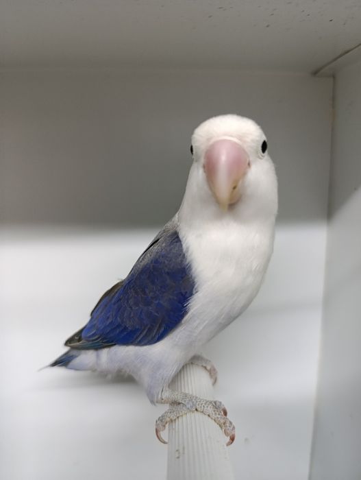 Agapórnis fischeris azul D Euwing macho